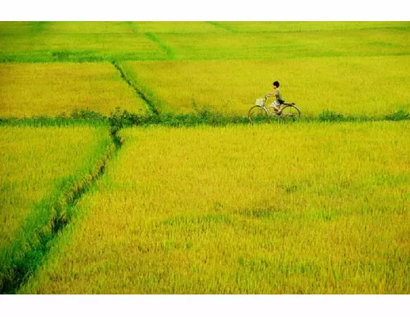 Văn mẫu lớp 5 tả cánh đồng lúa