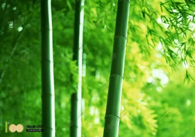 Văn mẫu lớp 6 phát biểu cảm nghĩ về tùy bút Cây tre Việt Nam