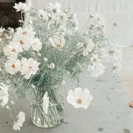 Bài phân tích số 5
