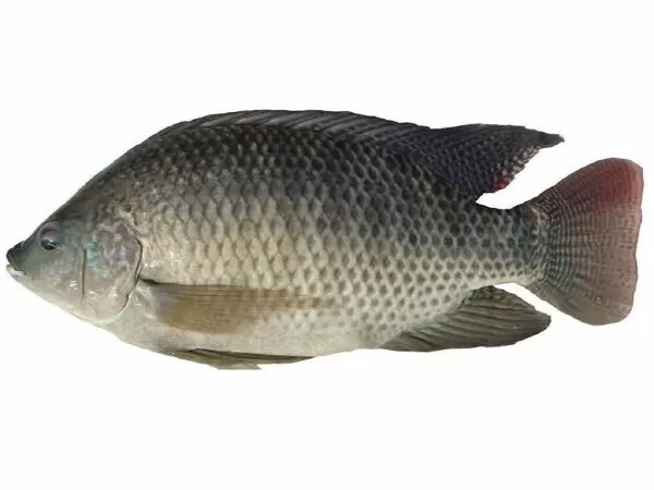 Cá