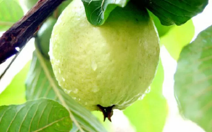 Có thể kích thích chức năng nhận thức