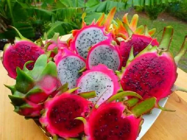 Có thể giúp bệnh nhân sốt xuất huyết