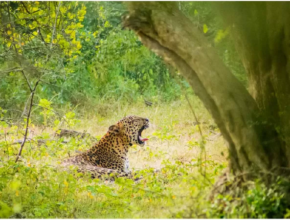 Bạn có thể đi săn ở Sri Lanka