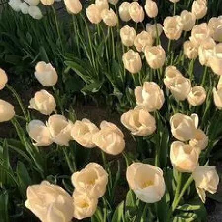 Bài cảm nhận số 8