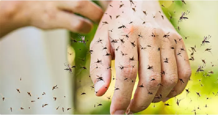 Có thể cần tới 2 triệu con muỗi để cướp đi mạng sống của bạn