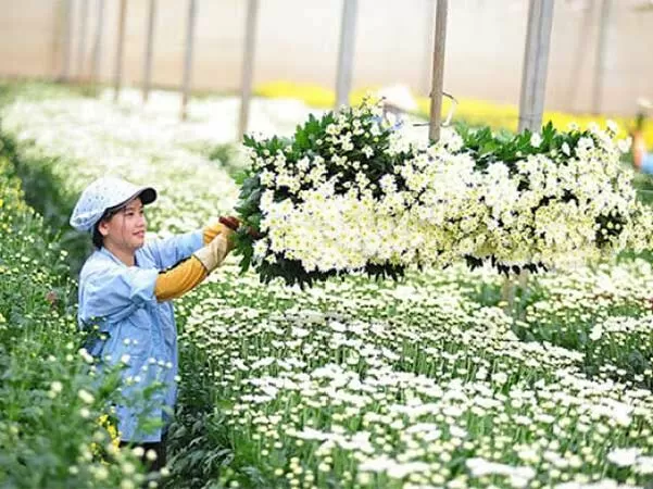 Làm việc ở các nông trại hoa