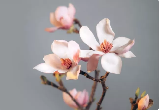 Ý nghĩa hoa mộc lan