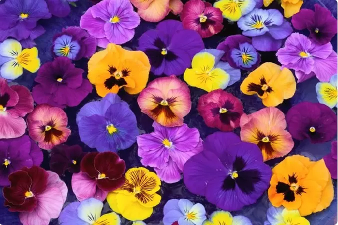 Ý nghĩa hoa pansy