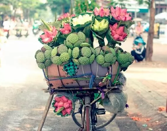Tháng sáu mùa sen - Bằng lăng tím