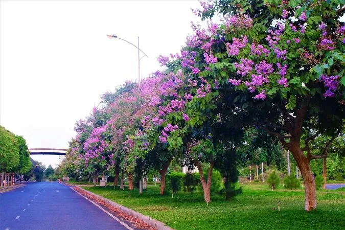 Tháng sáu - Bằng Lăng Tím