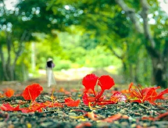 Tháng sáu hạ thương - Giọt Mưa Thu