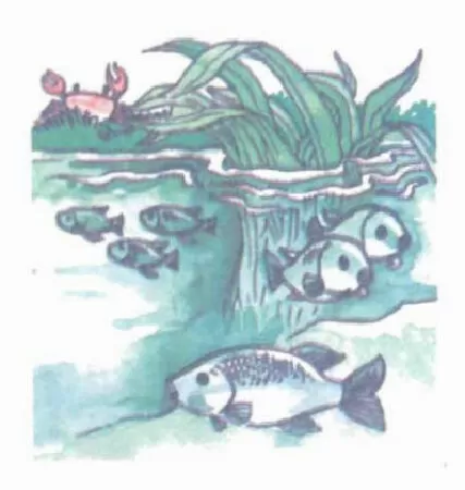 Mè hoa lượn sóng - Thạch Quỳ
