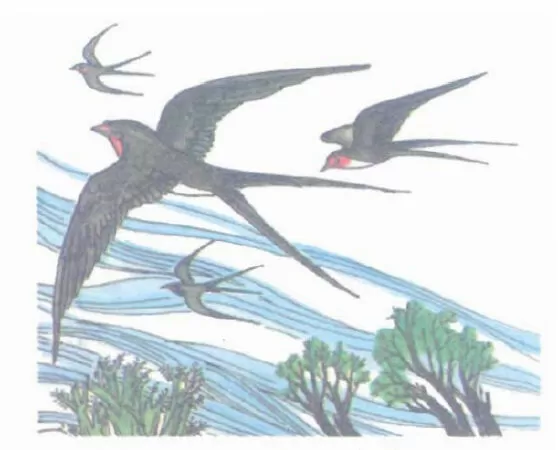 Chim én - Xuân Dục