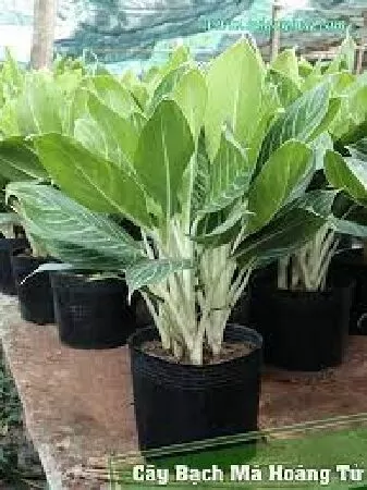 Cây bạch mã hoàng tử.