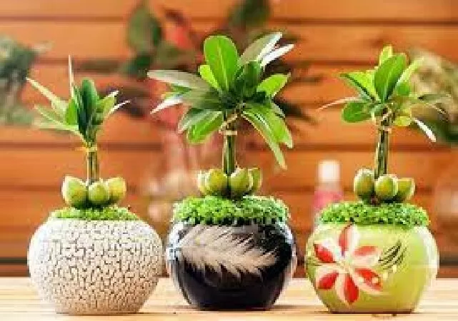 Cây tài lộc