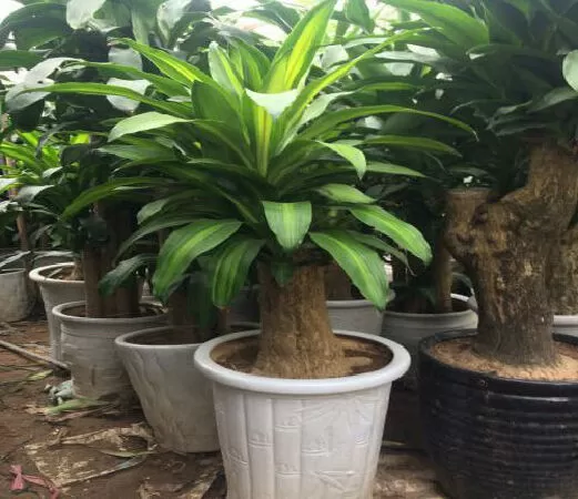 Cây thiết mộc lan - Cây phát tài