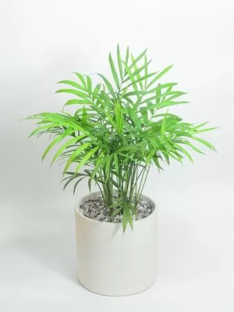 Top 10 Loại Cây Trồng Ở Nhà Phong Thủy