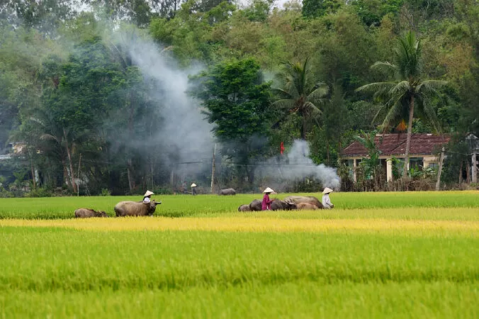 Tình quê - Hoa Lục Bình