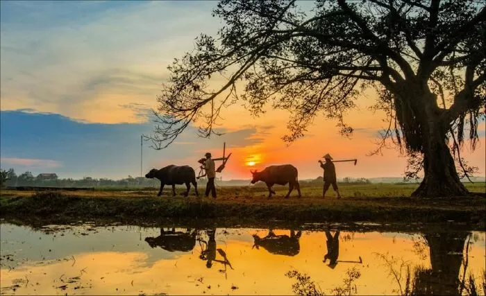 Quê hương - Đức Trung