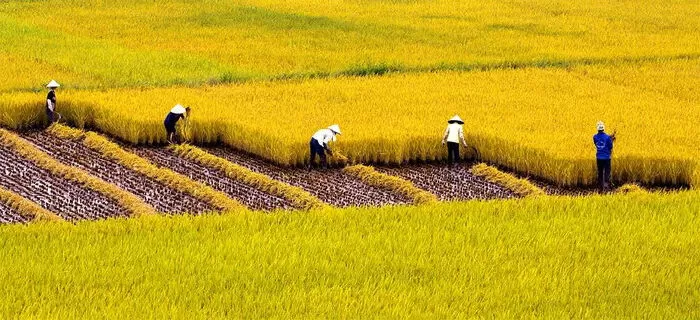 Nỗi nhớ quê hương - Quốc Phương