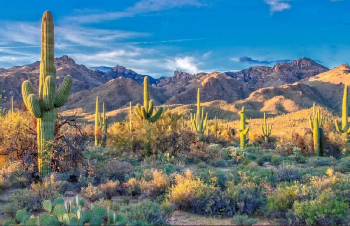 Saguaro là một cây xương rồng dạng cột