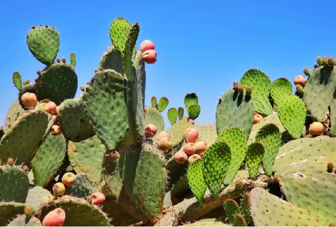 Quả xương rồng có nguồn gốc từ cây xương rồng Opuntia