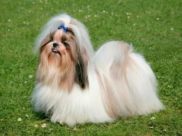 Shih Tzu