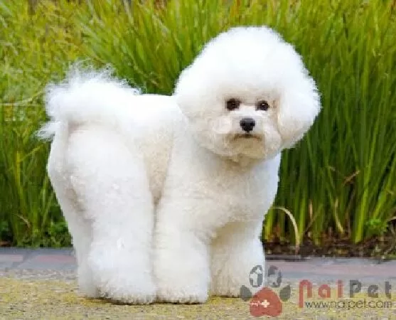 Bichon Frise