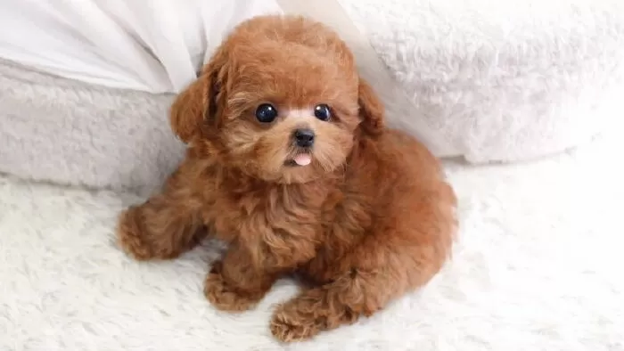 Poodle