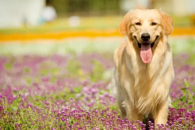 Golden Retriever