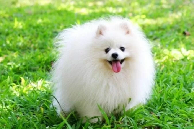 Pomeranian - Phốc Sóc