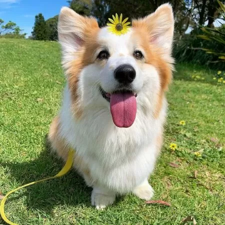 Pembroke Welsh Corgi