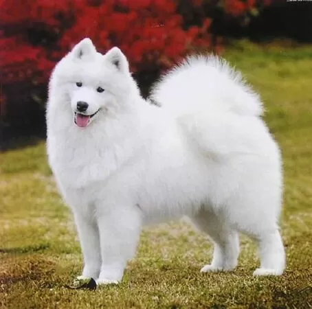 Samoyed