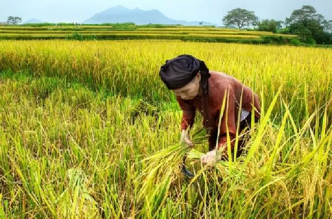 Những luống cày bật khóc - Nguyễn Thị Việt Hà