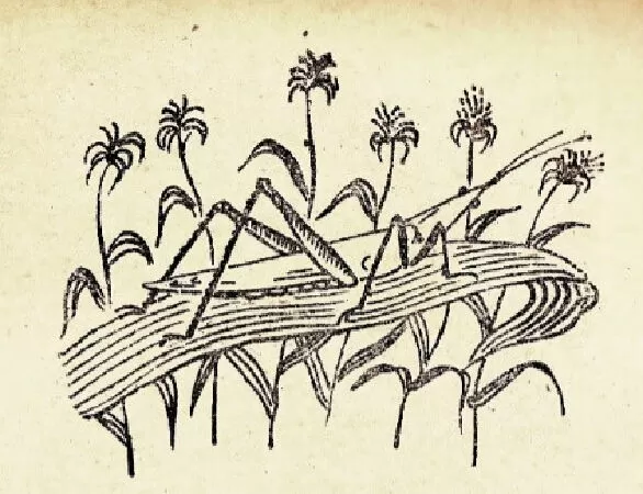 Cào cào giã gạo (trang 15)