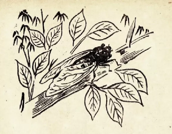 Ve sầu (trang 65)