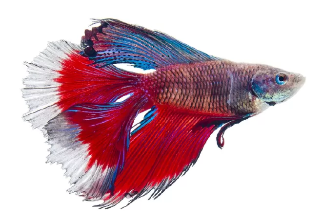 Betta đuôi kép