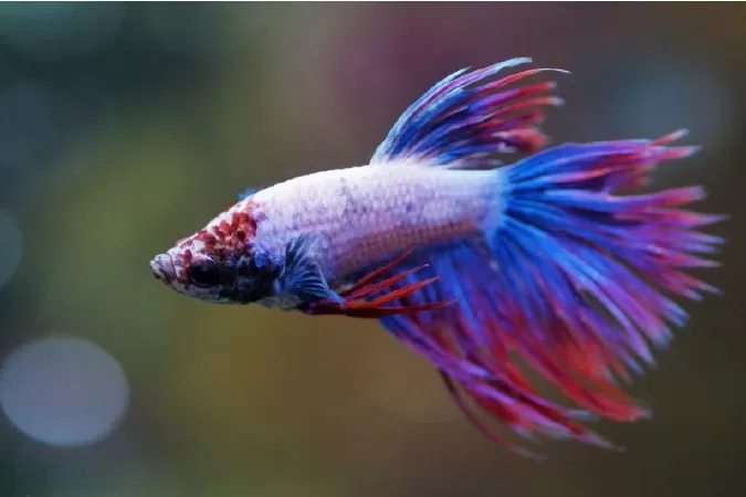 Cá betta Delta (Super Delta)