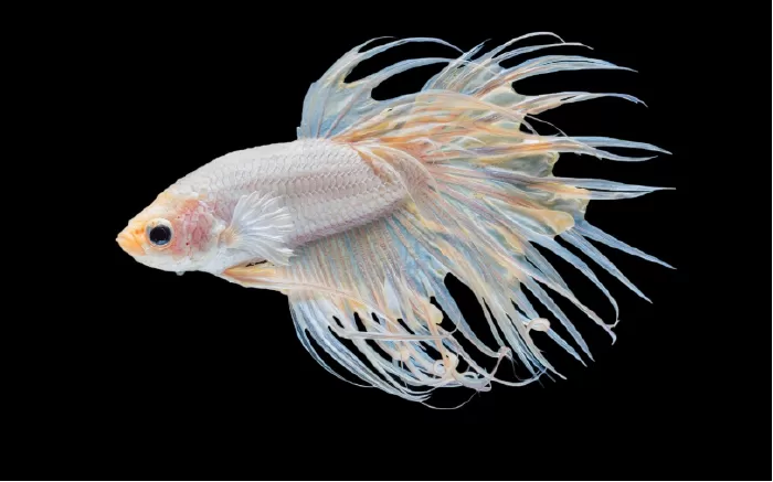 Crowntail Betta - cá đuôi tưa