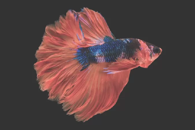 Cá betta hoa hồng (Feathertail)
