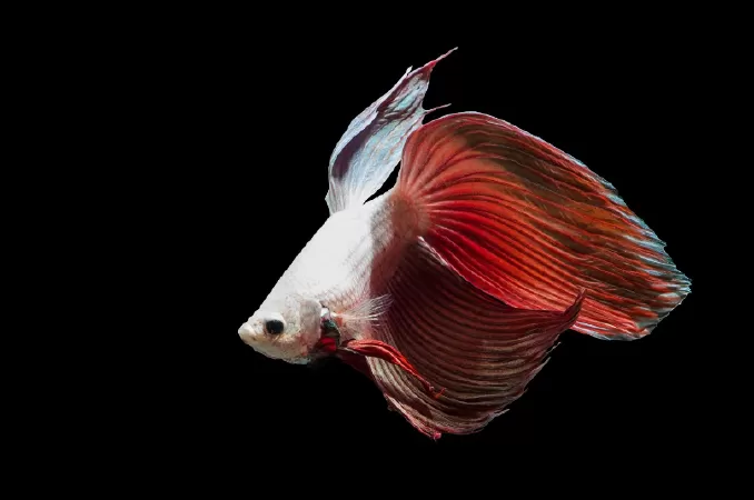 Veiltail Betta