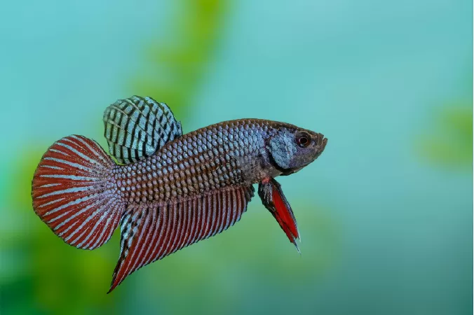 Betta Mahachaiensis