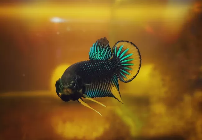 Betta Đuôi tròn (Đuôi quạt)