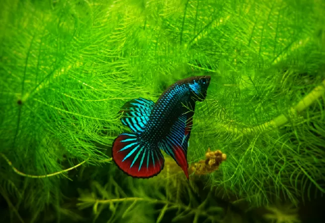 Betta hòa bình