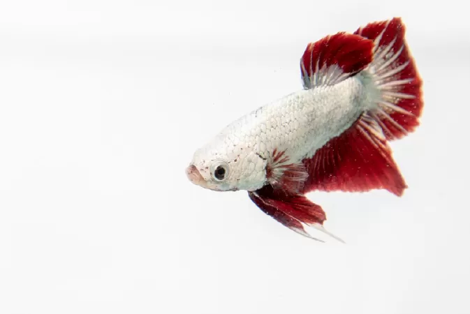 Betta rồng đỏ