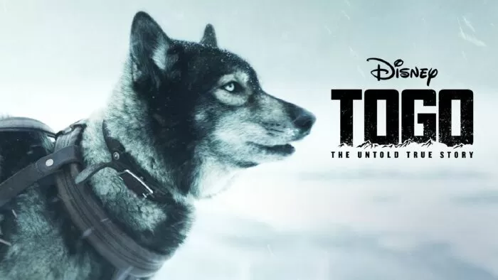 Chú chó Togo (2019)