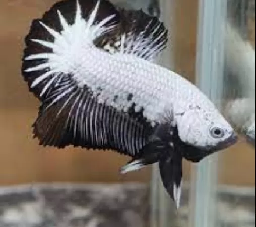 Plakat Betta
