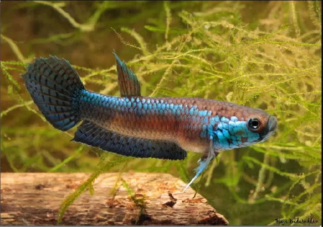 Betta Unimaculata