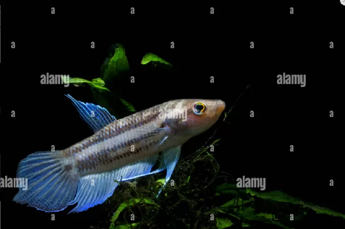 Penang Betta