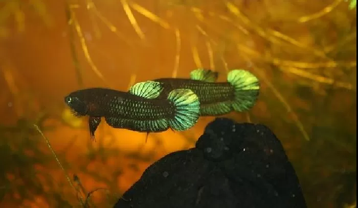 Betta Persephone